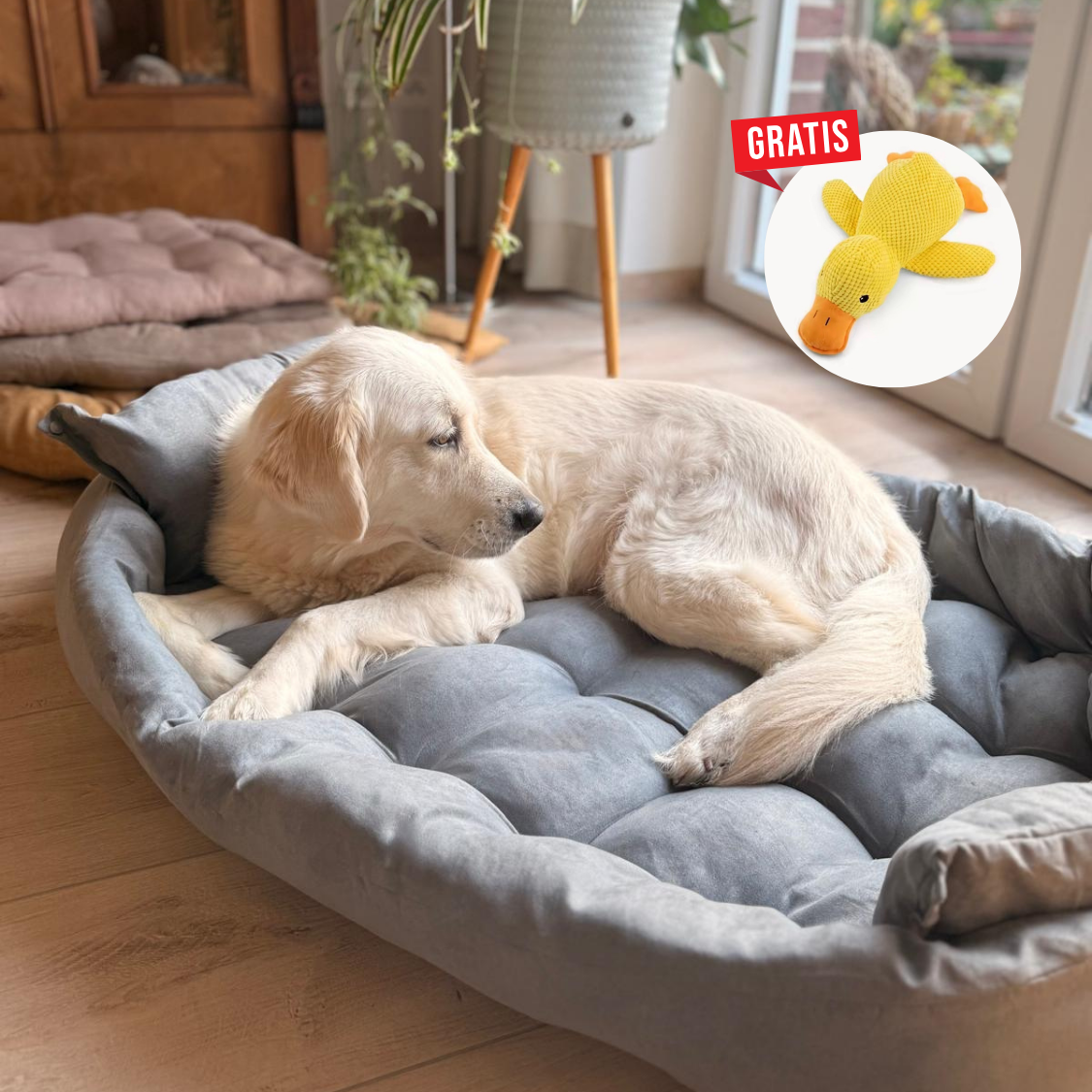 TravelBuddy | Hundebett für unterwegs