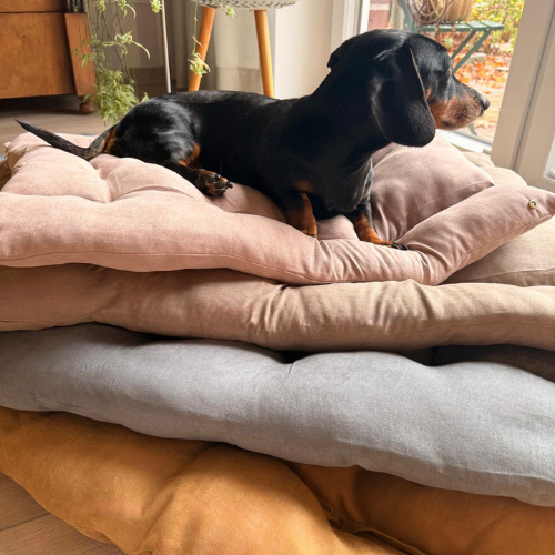 TravelBuddy | Hundebett für unterwegs