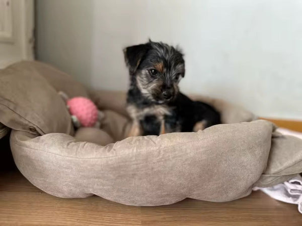 Kundenbewertung TravelBuddy