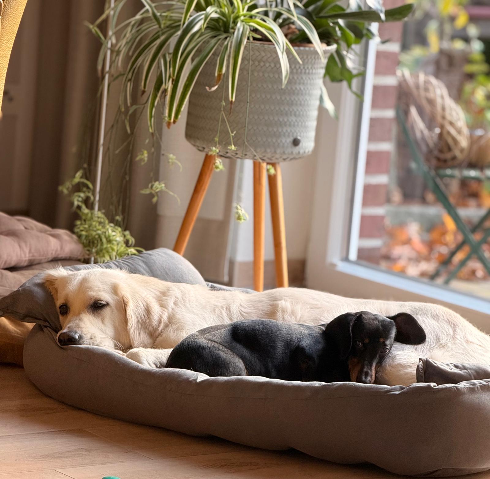 TravelBuddy | Hundebett für unterwegs